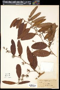 Smilax laurifolia image