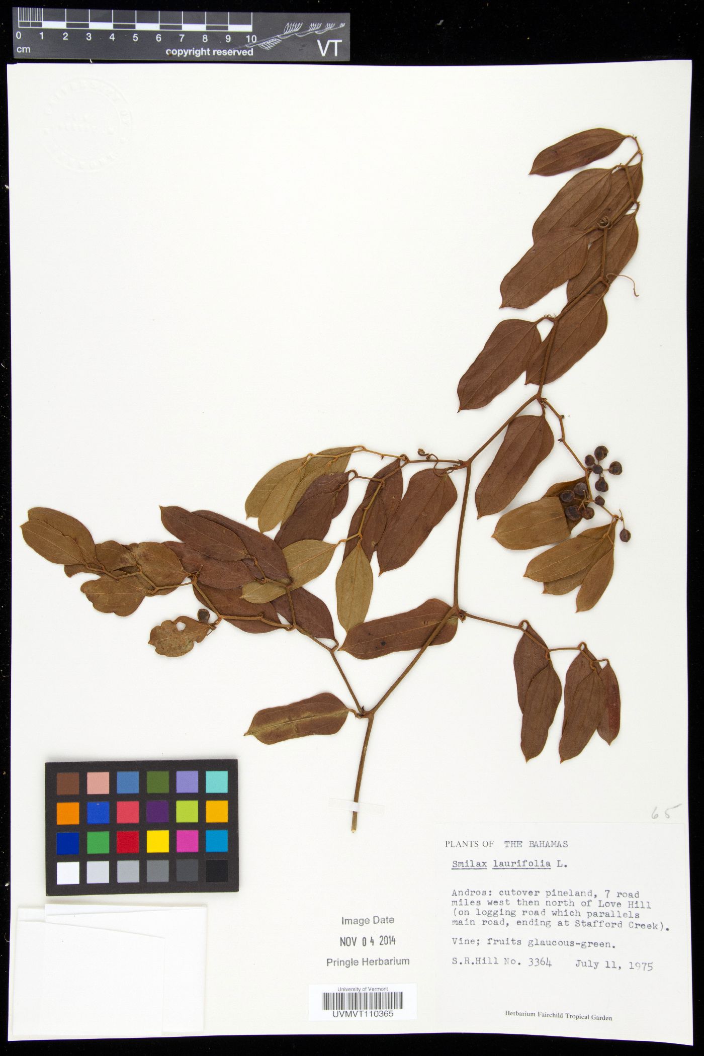 Smilax laurifolia image