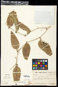 Smilax spinosa image