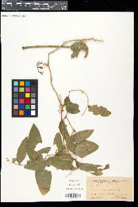 Smilax spinosa image