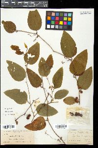 Smilax walteri image