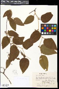 Smilax walteri image