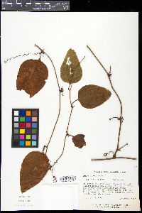 Smilax walteri image