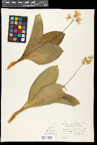 Clintonia borealis image