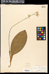 Clintonia borealis image