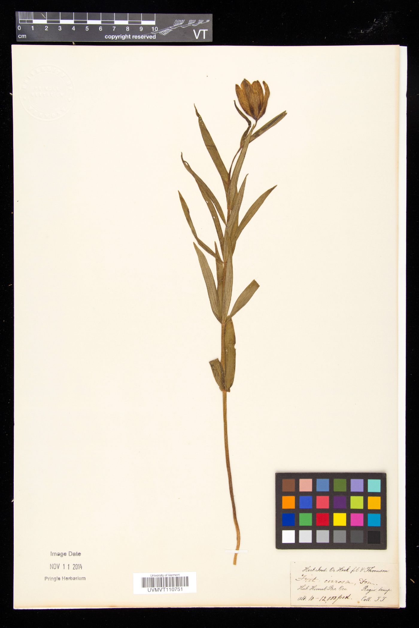 Fritillaria cirrhosa image