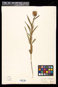 Image of Fritillaria cirrhosa
