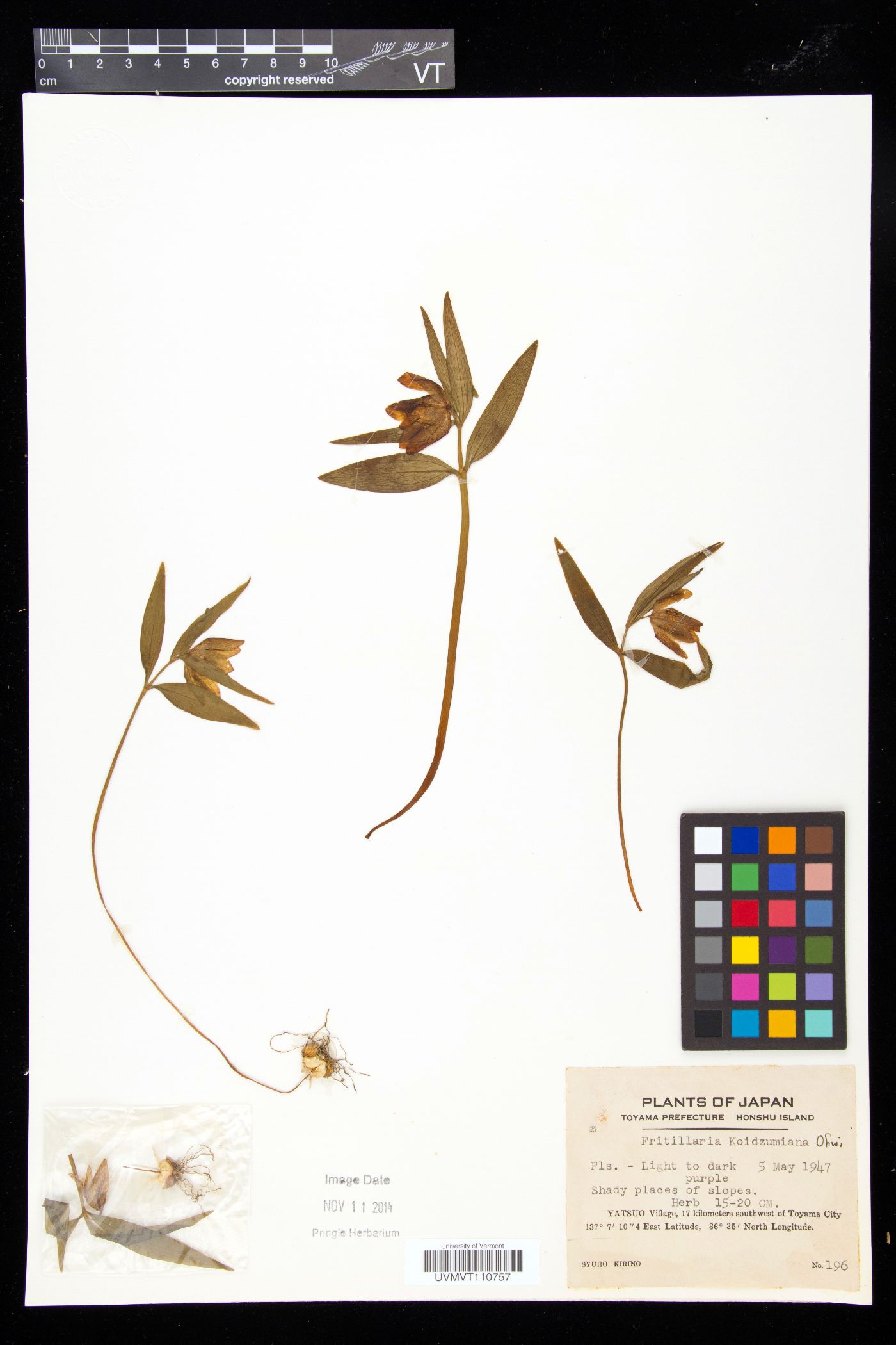 Fritillaria koidzumiana image