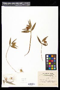 Image of Fritillaria koidzumiana