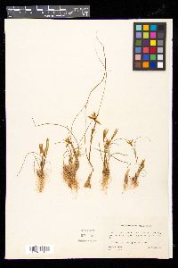 Gagea reticulata image