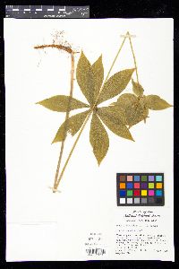 Medeola virginiana image