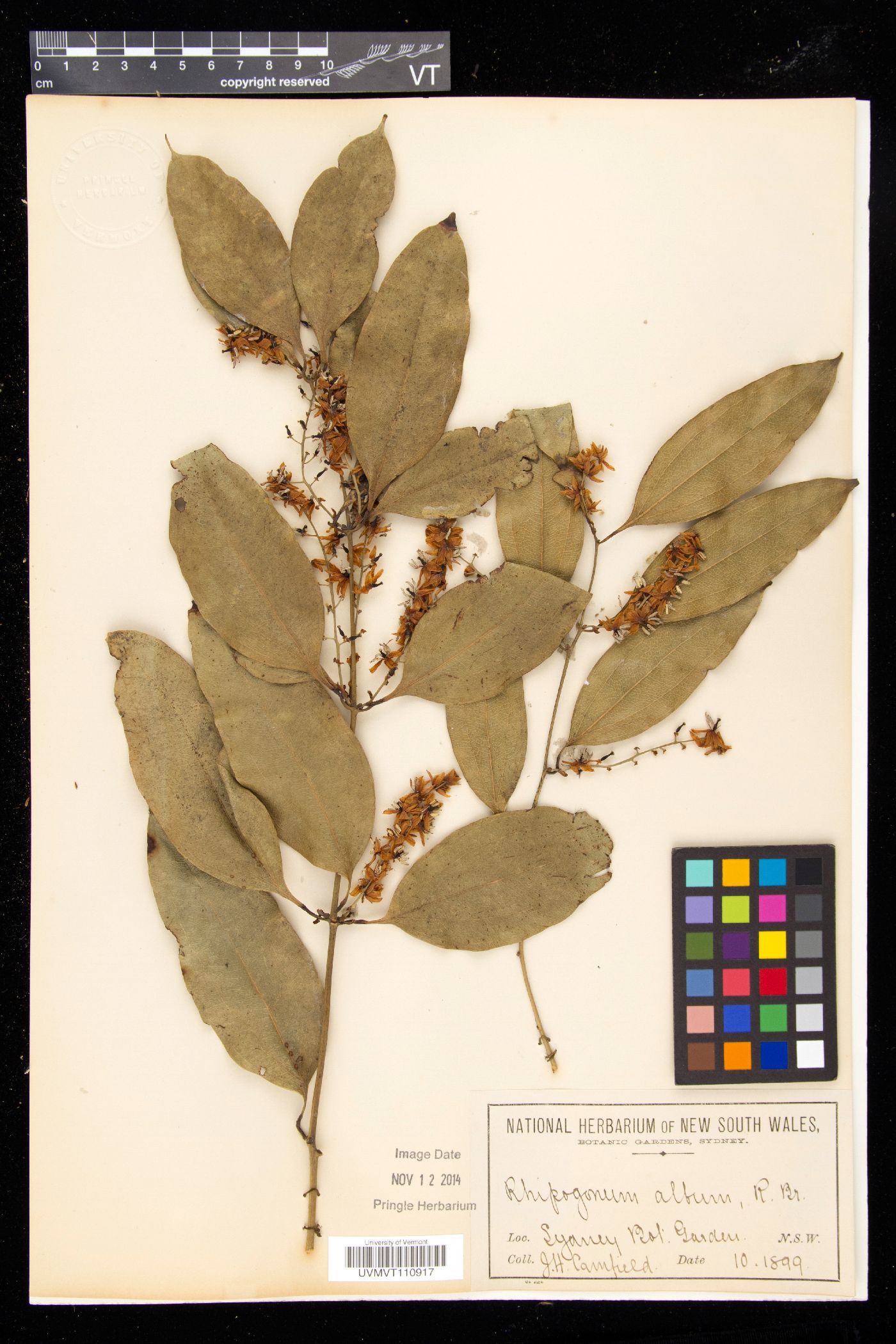 Rhipogonum album image