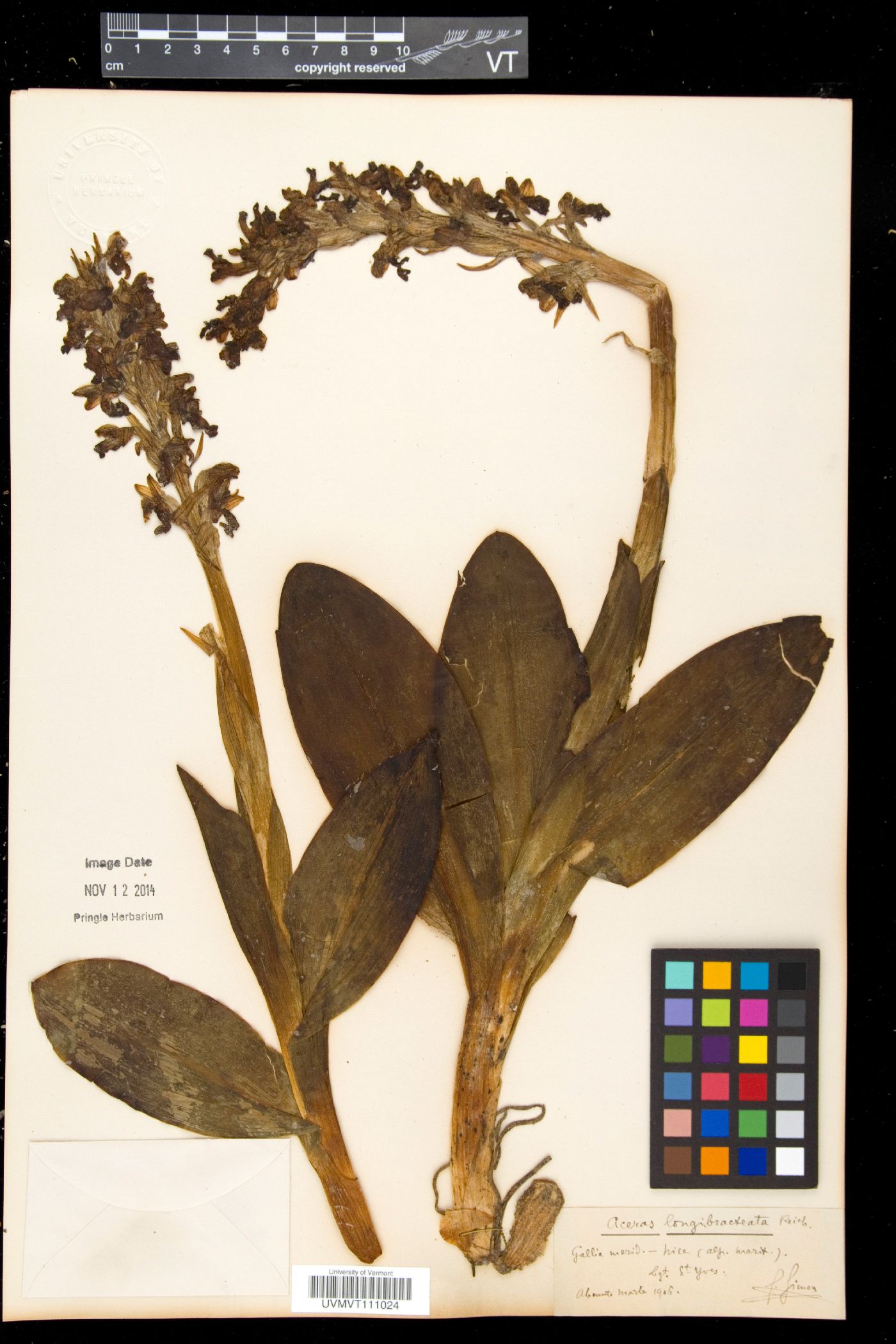 Himantoglossum robertianum image