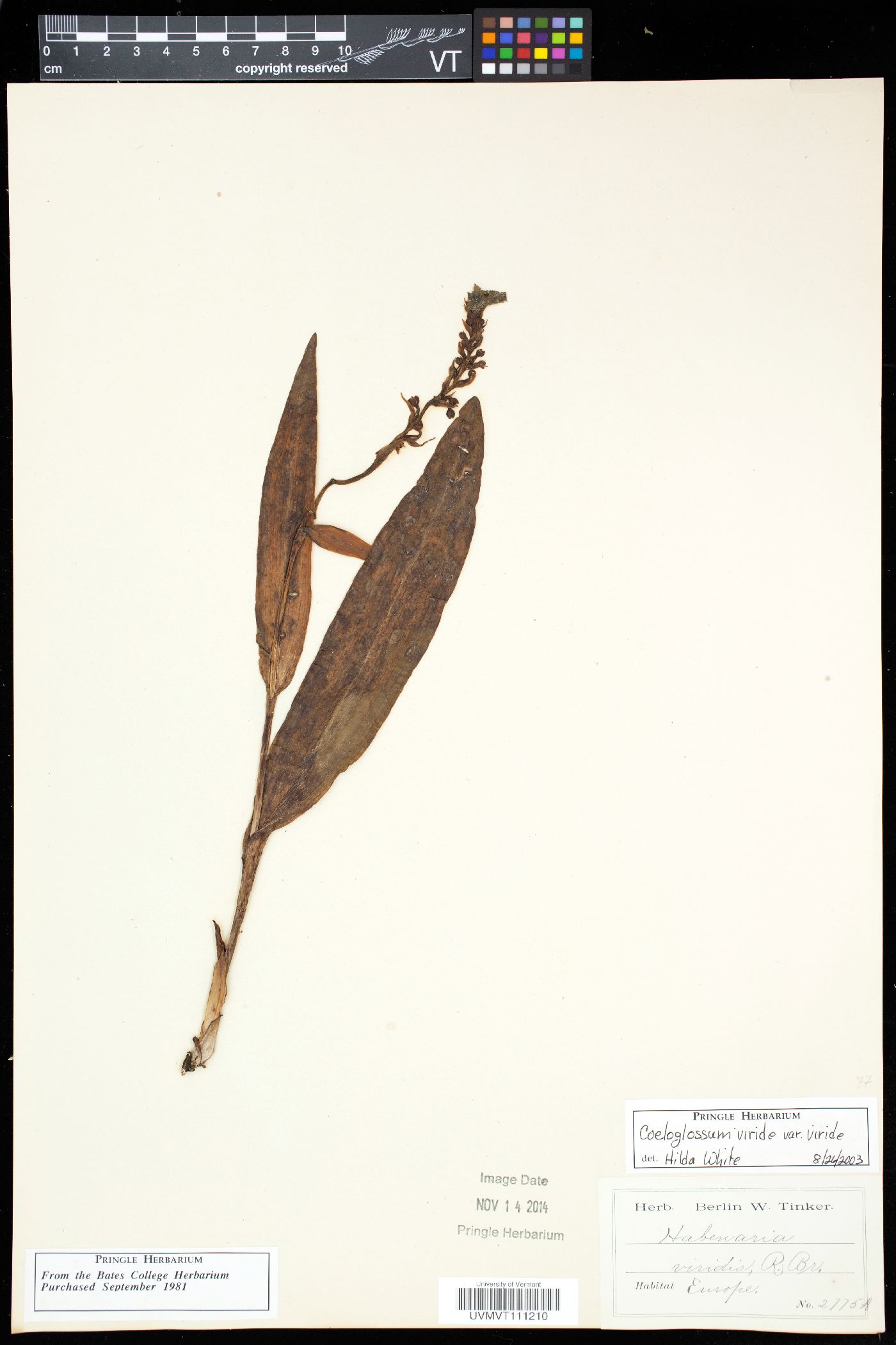 Coeloglossum viride var. viride image