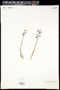 Image of Corallorhiza halleri