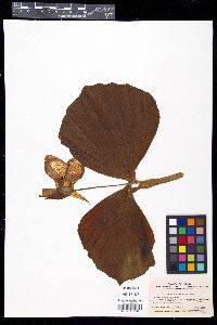 Image of Cypripedium japonicum