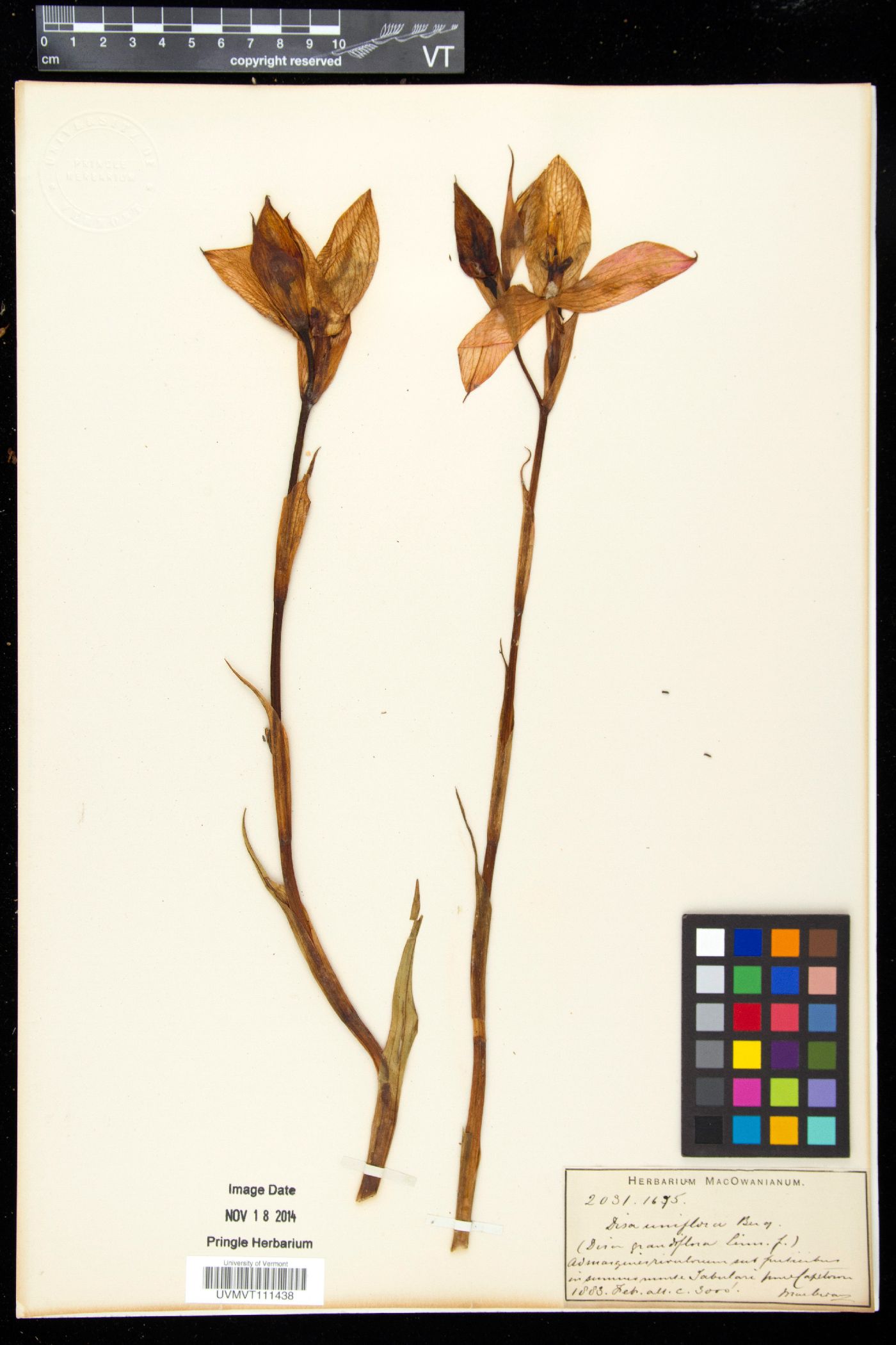 Disa uniflora image