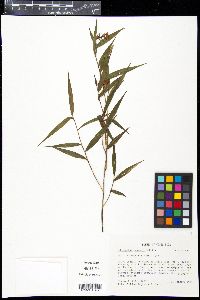 Elleanthus tonduzii image