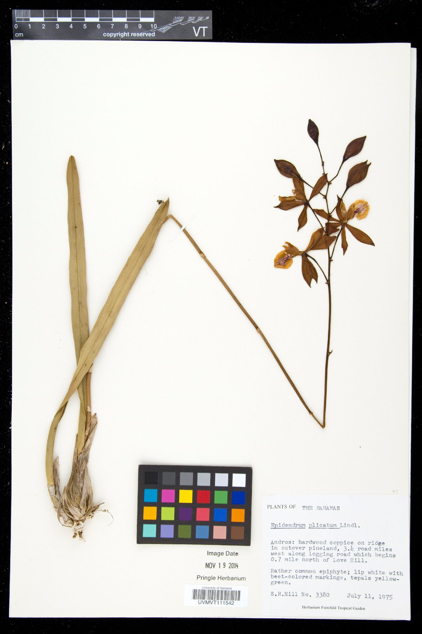Encyclia plicata image