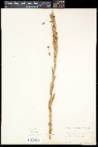 Image of Habenaria anguiceps
