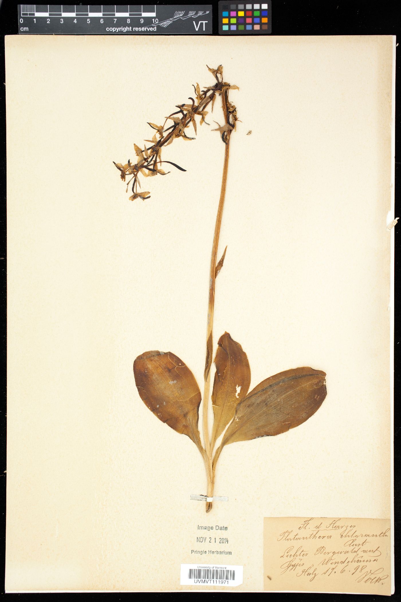 Benthamia chlorantha image