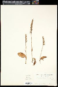 Gymnadenia cucullata image