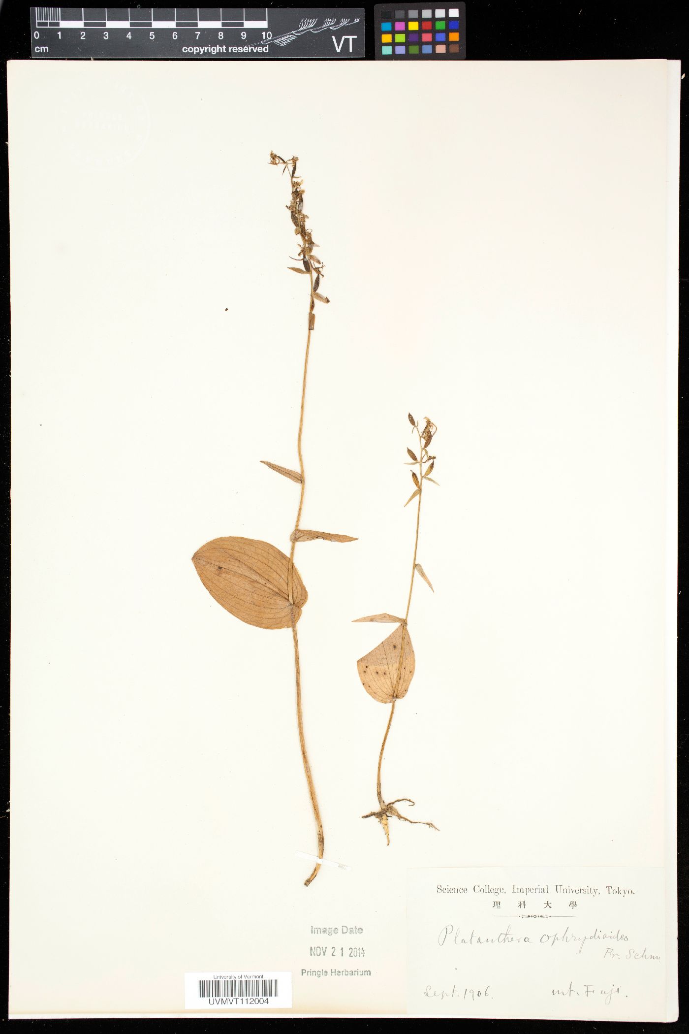 Platanthera ophrydioides image