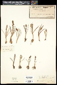 Chamorchis alpina image