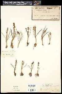 Chamorchis alpina image
