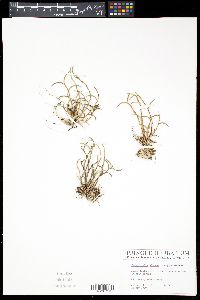 Jacquiniella globosa image