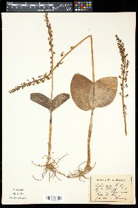 Listera ovata image