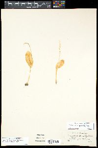 Malaxis brachypoda image