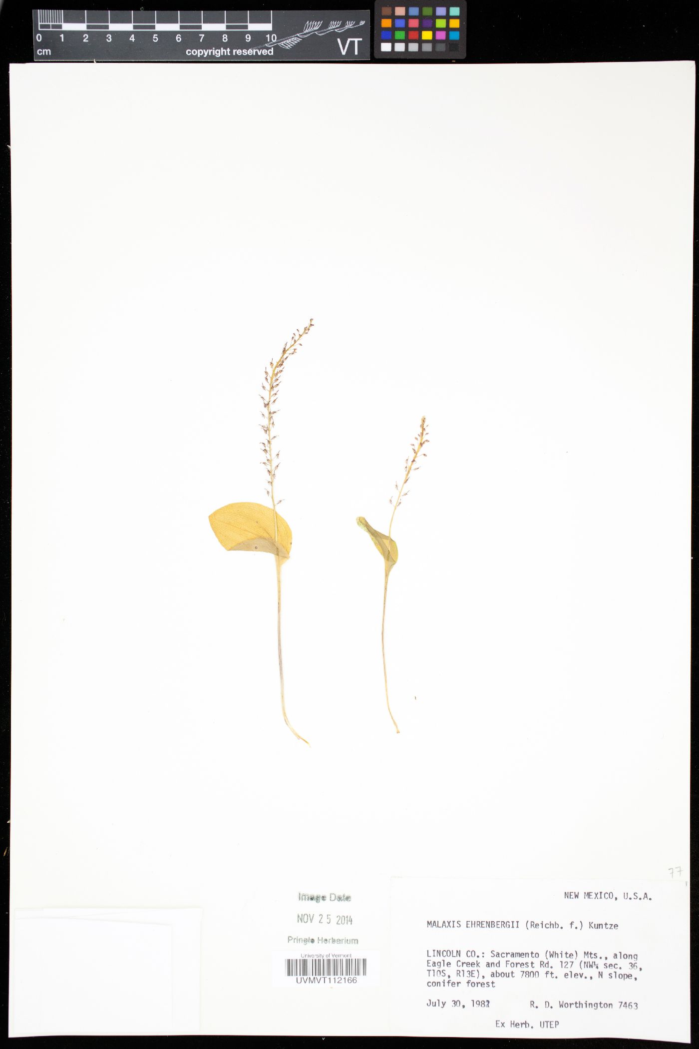 Maxillaria image