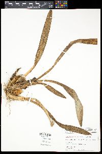 Image of Maxillaria coccinea