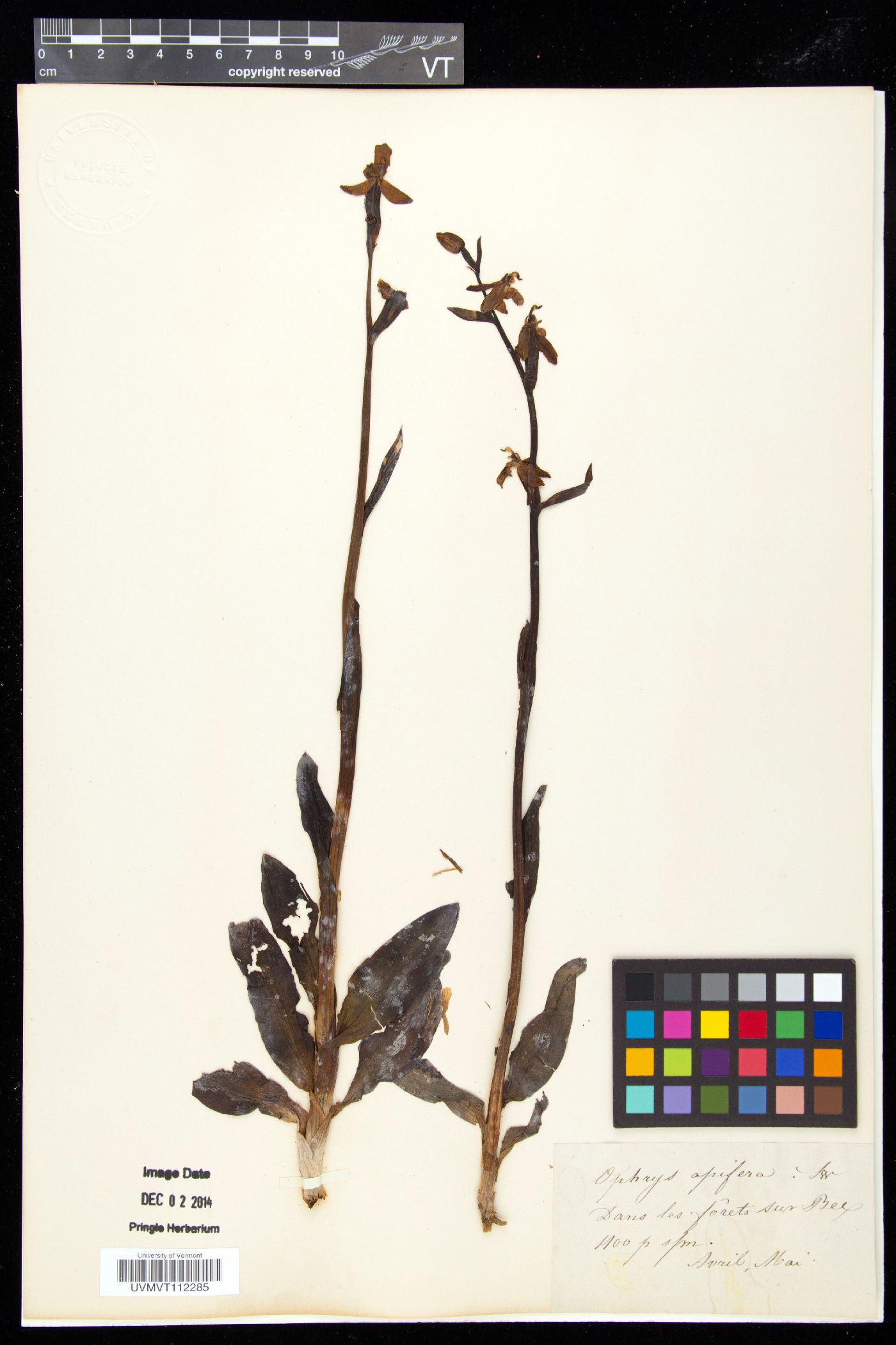 Ophrys apifera image