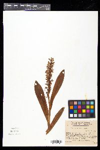 Orchis aristata image