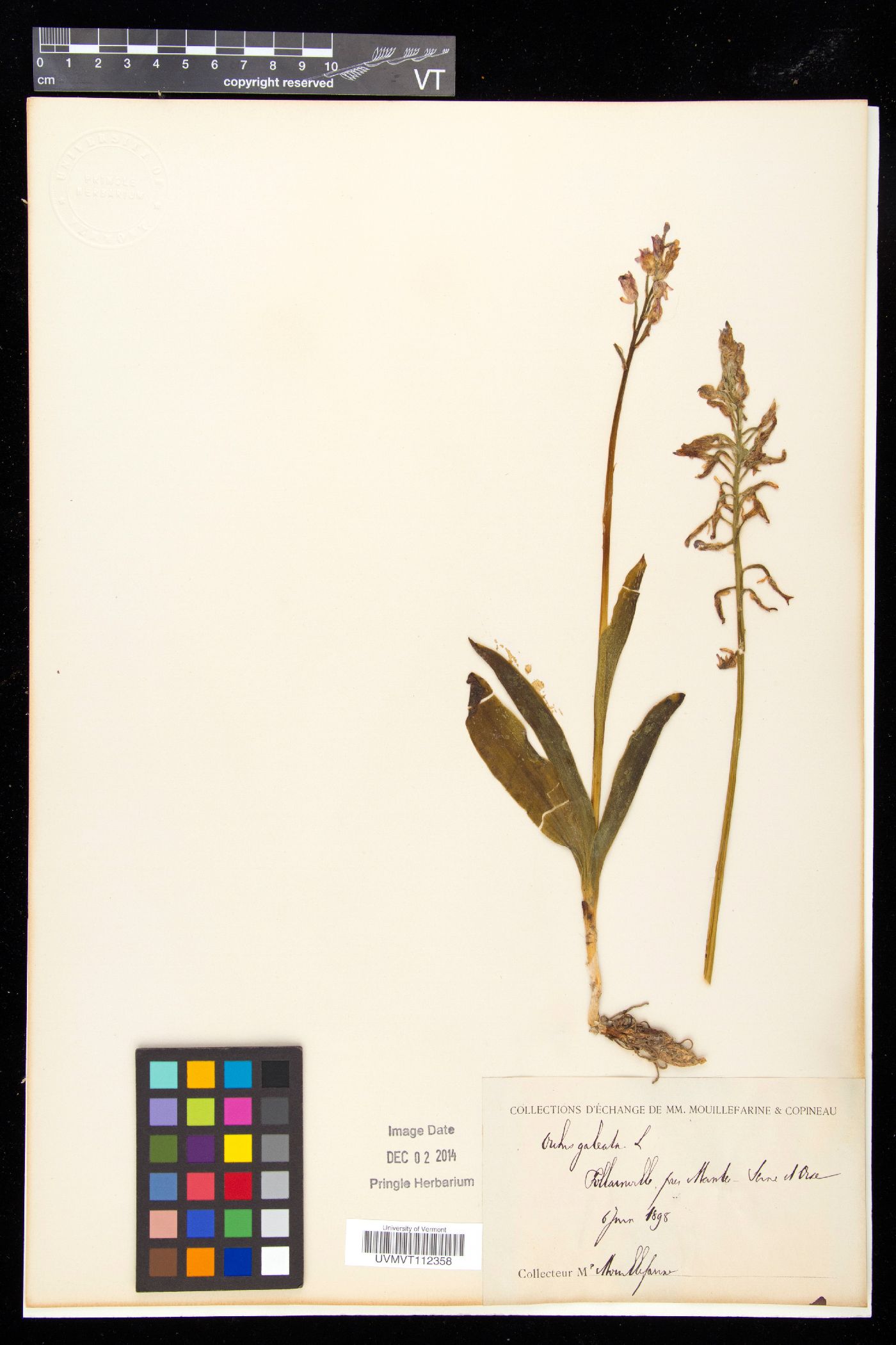 Orchis militaris subsp. militaris image