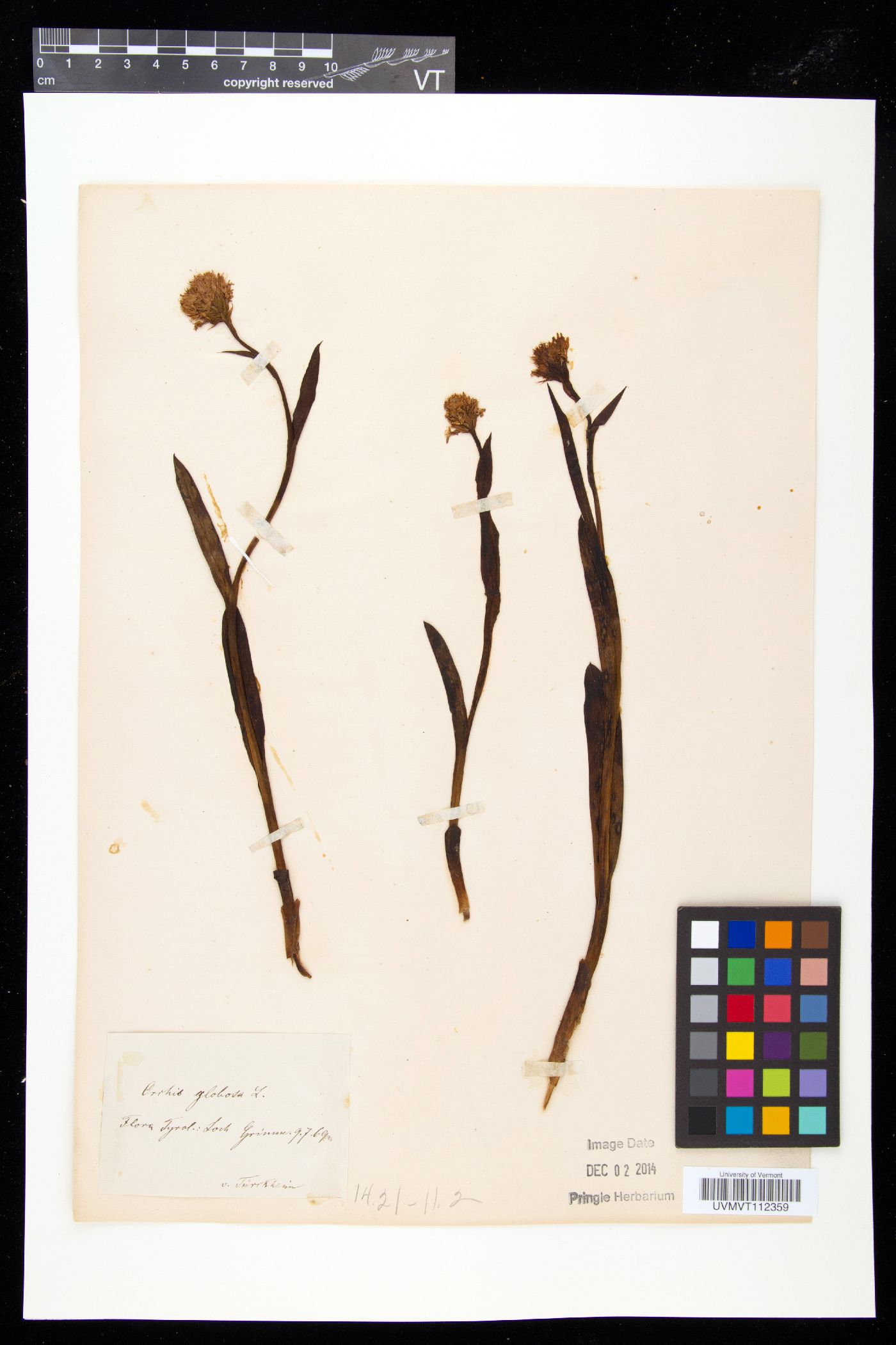 Neotinea tridentata subsp. conica image