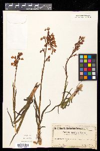 Orchis laxiflora image