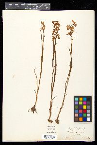 Orchis laxiflora image