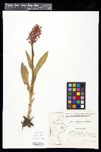 Orchis majalis image
