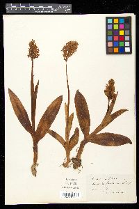 Orchis militaris image