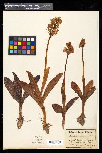 Orchis militaris image