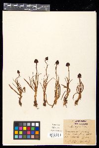 Gymnadenia nigra image