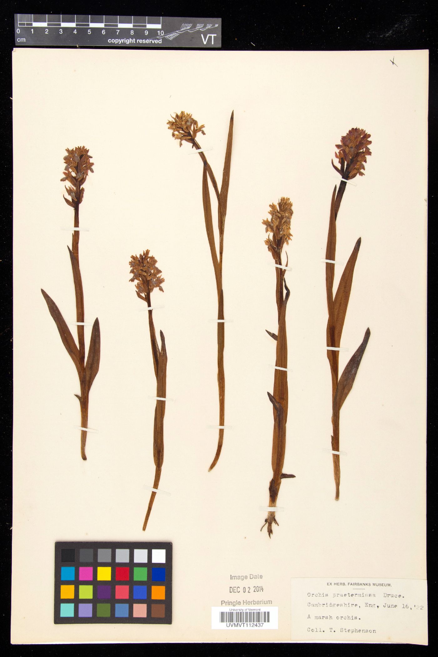 Orchis praetermissa image