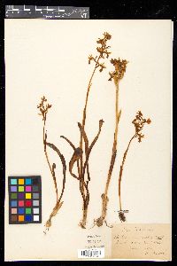 Orchis provincialis image