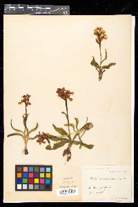 Orchis pseudo-sambucina image