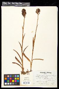 Anacamptis pyramidalis image