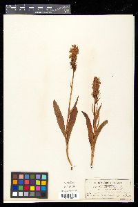 Dactylorhiza romana image