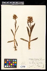 Dactylorhiza romana image